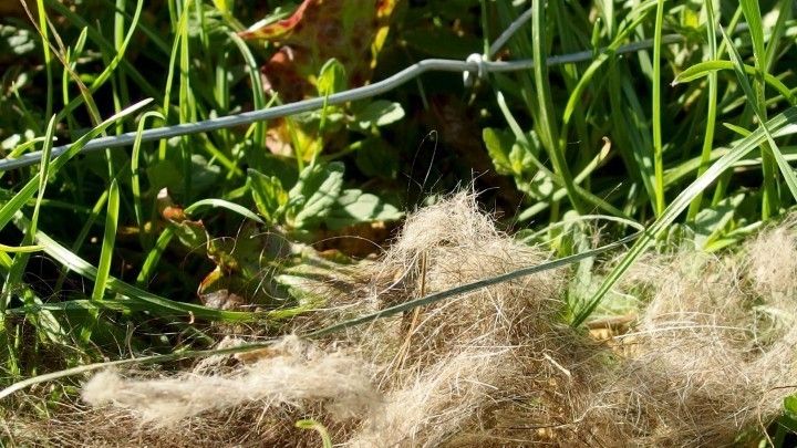 Mittel Gegen Wildschweine Frag Mutti