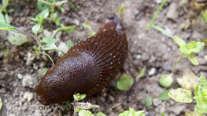 Mit Sägespänen kann man Schnecken abhalten, indem man sie um die Pflanzen drumherum streut.