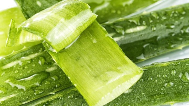 Bei Sonnenbrand Schnelle Kuhlung Durch Aloe Vera Frag Mutti