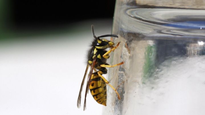 Wespe auf einem Glas