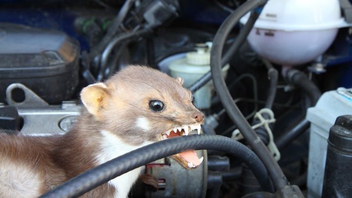 Marder kann man mit diesem Tipp vom Fahrzeug fernhalten