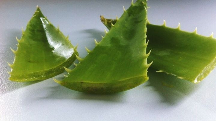 Grosse Vielfalt Stile Famous Brand Klassische Schuhe Aloe Vera