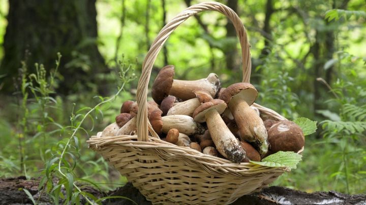 Kann man den essen? Im Herbst geht es ab in den Wald zum Pilze sammeln. Lies hier, was du beim Sammeln und Zubereiten beachten musst.