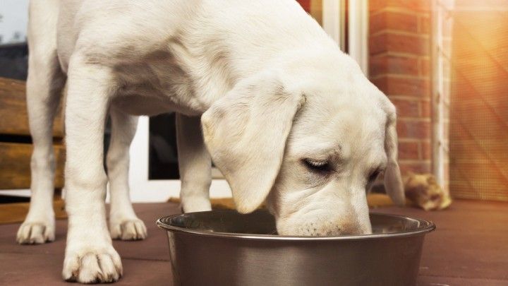 Hund Kratzt Sich Hat Aber Keine Flöhe Frag Mutti