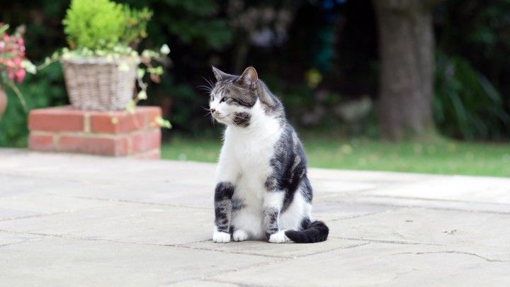 Katzenurin Z B Auf Der Terrasse Verhindern Frag Mutti