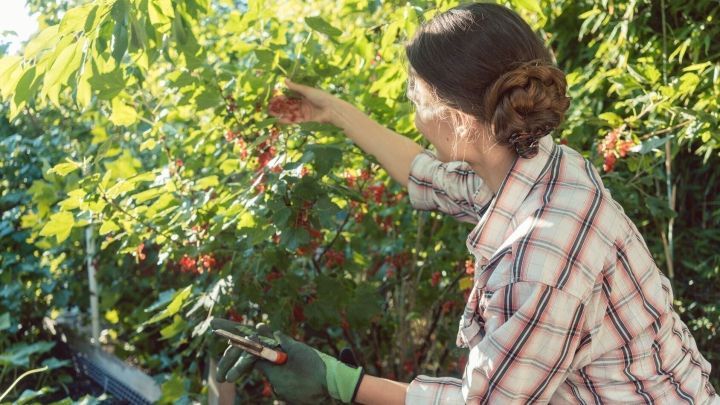 Köstliche Johannisbeeren am Strauch, aber das Ernten verursacht starke Rückenschmerzen? Beeren ernten und den Rücken entlasten, so geht's.