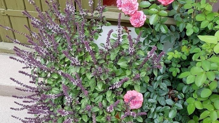 Strauchbasilikum zieht viele Bienen an, die sich den Blütennektar holen. Blätter und Blüten können zum Würzen und für Salat verwendet werden