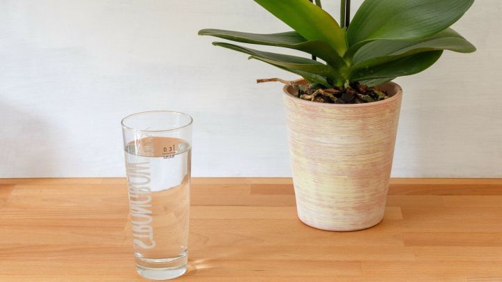 Ich gieße meine Orchideen nur alle 14 Tage mit wenig abgestandenem Selters. Die darin enthaltenen Mineralien sind sehr gut für die Pflanzen und sie danken es mit vielen Blüten.