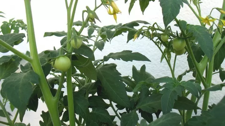 Anzucht von Mini-Rispentomaten: Die Tomatenpflänzchen entwickelten sich ziemlich schnell zu großen Pflanzen und begannen im Juli zu blühen.