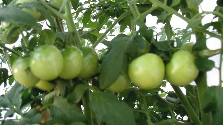 Anzucht von Mini-Rispentomaten: Auch die vielen Mini-Tomaten an den zahlreichen Rispen wurden immer größer.