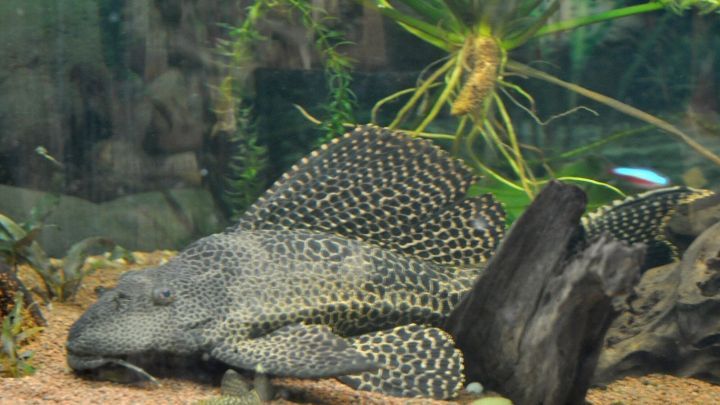 Mithilfe einer Schieferplatte kann man gegen Algen im Aquarium vorbeugen.