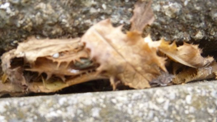 Kochwasser zur Bekämpfung von Löwenzahnblättern und auch rotem Unkrautklee, weiterverwenden. Die Methode nicht so gut bei Unkräutern mit starken Stielen und Blättern, z. B. Disteln.