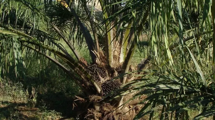 Palmöl wird aus der roten Frucht der Ölpalme gewonnen. Aus dem Kern wird das Palmkernöl gewonnen.