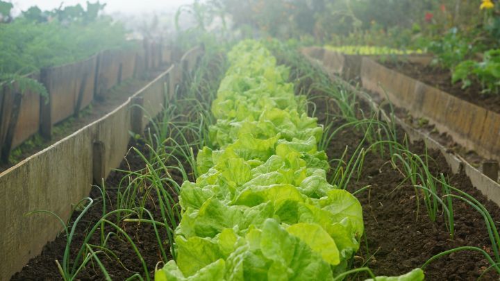 Selbst angebautes Gemüse schmeckt nicht nur gut, sondern macht sich auch hübsch im Garten. Erfahre, welche Gemüsesorten du jetzt aussäen kannst!