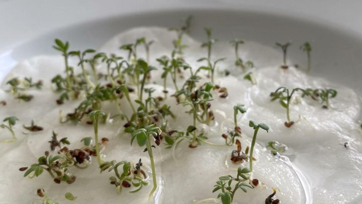 Kresse säen auf Wattepads | Frag Mutti