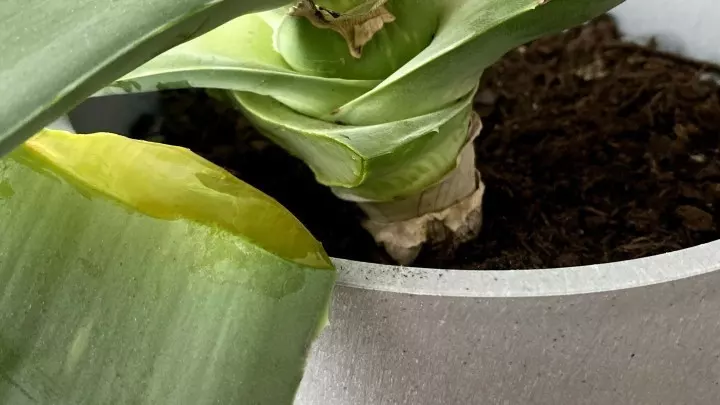 Mit einem scharfen kleinen Messer schneidet man dann das Blatt möglichst nahe am Strunk der Pflanze ab.