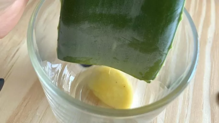 Mit einem scharfen kleinen Messer schneidet man dann das Blatt möglichst Das abgeschnittene Aloe-Blatt stellt man vertikal für eine halbe Stunde in ein Glas, damit die bräunliche Flüssigkeit ablaufen kann.