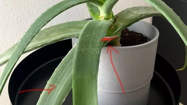 Prinzipiell erntet man nur die äußersten und größten Blätter der Aloe Vera. Auf dem Bild habe ich das zu erntende Blatt meiner Aloe eingezeichnet.