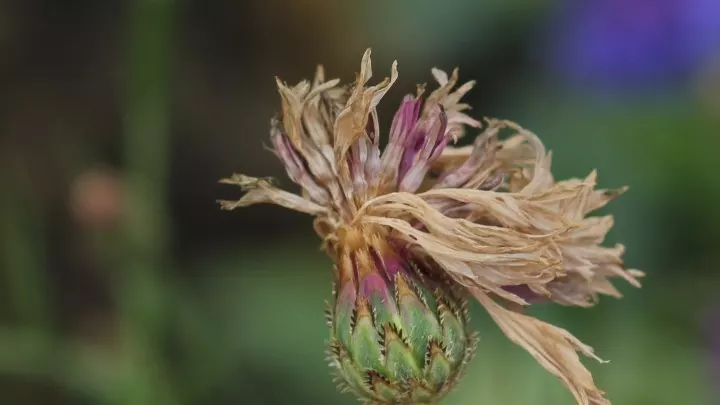 Kornblume bildet Samen aus, ist aber noch nicht flugfähig.