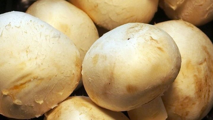 Pilze sollten nie gewaschen werden, sondern gebürstet und geputzt. So erhalten sie ihr Aroma.