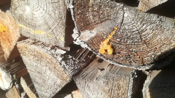Brennholz, wenn es schon länger lagert, hat meist viel bereits trockenes Harz zum Sammeln. Eine Fundgrube.