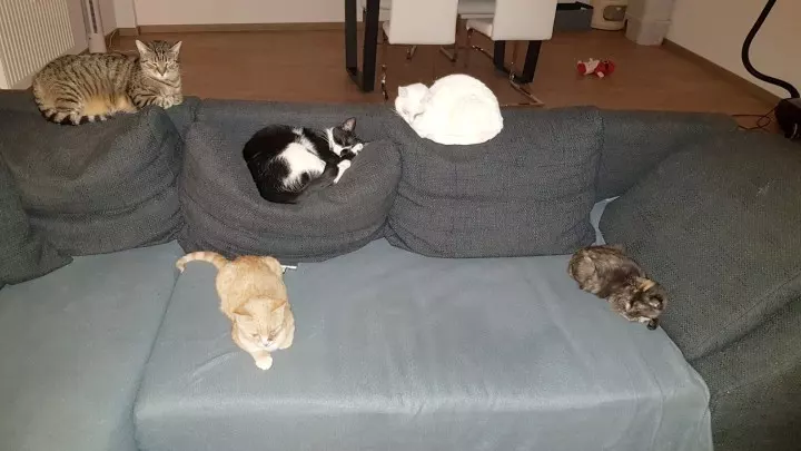 Hier sieht man meine fünf Katzen, allesamt gemeinsam auf meinem Sofa.