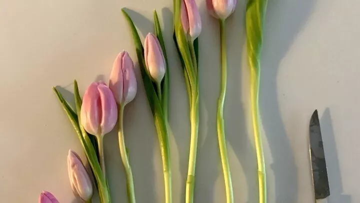 Unterschiedlich lange Tulpen ohne Blätter. Nun können sie in einer schmalen Vase hübsch arrangiert werden.
