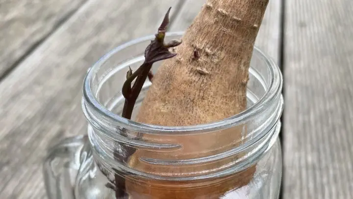 Süßkartoffel-Pflanze ganz einfach selber im Glas ziehen. Süßkartoffel-Bäumchen eignen sich als Deko oder Geschenk.