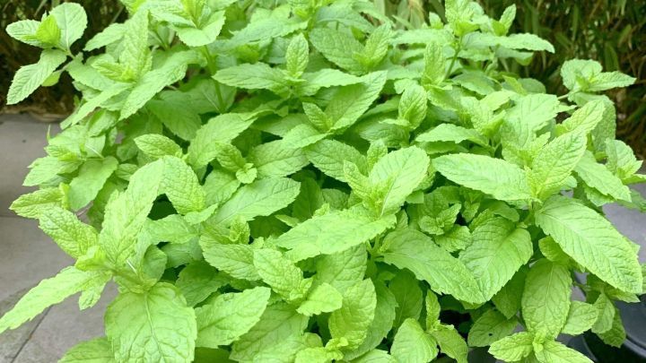 Erfrischende Getränke mit Pfefferminze: 3 einfache Rezept-Ideen