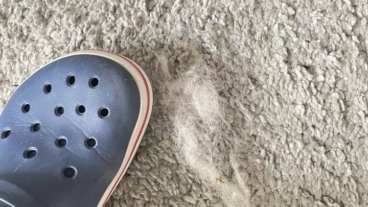 Crocs auf einem cremefarbenen Teppich, daneben ein Haufen gesammelter heller Tierhaare.