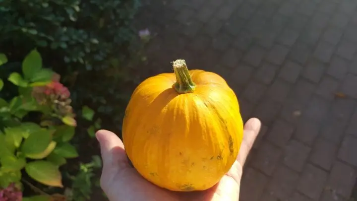 Jack be Little - diese leckere kleine Kürbissorte zeichnet sich durch einen kräftigen Orangeton aus.