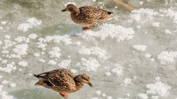 Eis ist glatt, weil eine dünne Wasserschicht entsteht, auf der man elegant gleiten kann. Diese Schicht verringert die Reibung, wie hier zu sehen, wo jede Ente mühelos über die gefrorene Oberfläche schreitet.