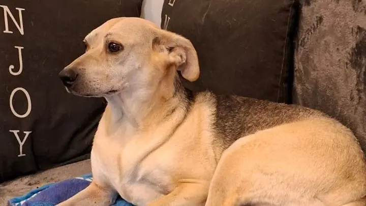 Silvesterstress bei Haustieren vermeiden oder eindämmen: Unsere Tipps für einen ruhigen Jahreswechsel mit deinen Vierbeinern.