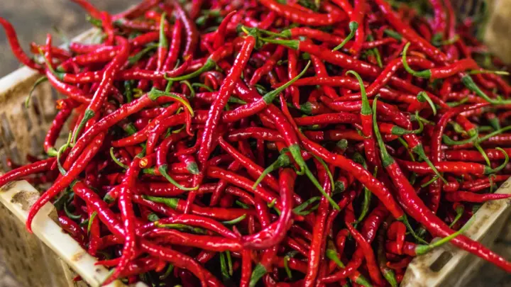 Italienische Chilis, oft auch in getrockneter Form, sind ein fester Bestandteil vieler regionaler Gerichte. Italienische Chilis, oft auch in getrockneter Form, sind ein fester Bestandteil vieler regionaler Gerichte.