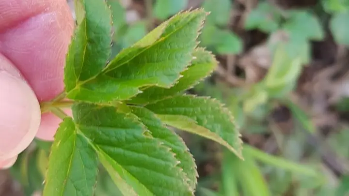 Giersch in der Küche: Vielfältige, einfache Rezepte voller Nährstoffe. Toller Geschmack sowie hoher Eisen- und Vitamin-C-Gehalt.