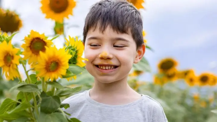 Hihi, da wurde die Nase wohl etwas tief in die Blume gesteckt. Der Blütenstaub ist bei Sonnenblumen intensiv gelb. Blütenstaub nennt man übrigens auch „Pollen“.