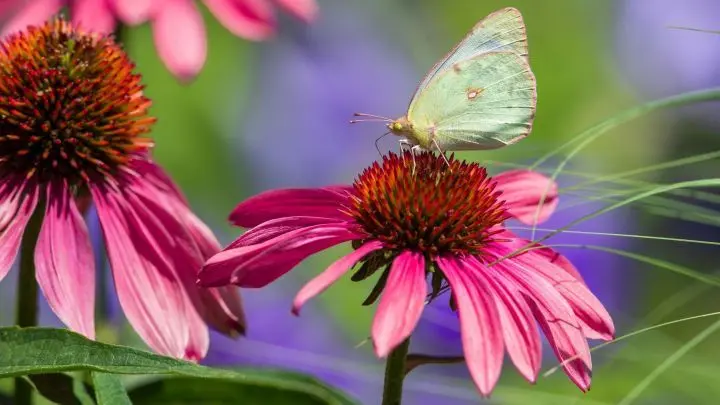 Auch der Schmetterling freut sich über den leckeren Blumenduft. Darum fliegt er hin und nascht ein bisschen was vom Nektar.