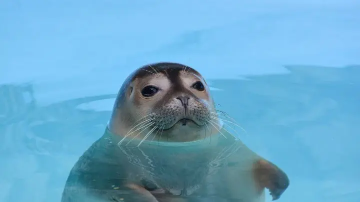Hey, was geht ab? Seehunde sind echt cool! Ich wünschte, ich könnte auch so lange und so tief tauchen.