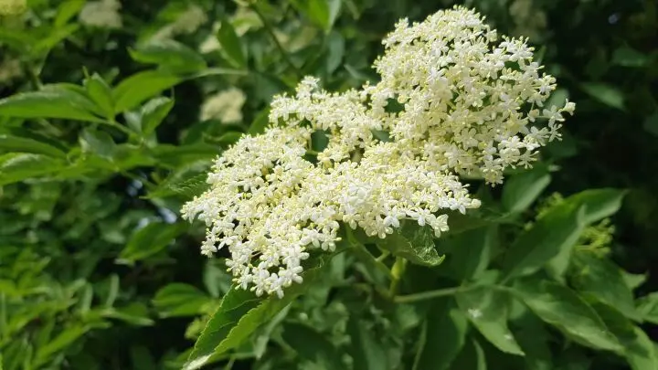 Holunder wächst derzeit überall in Parks, Heckenlandschaften und an Waldrändern. Die Blüten duften zitronig-frisch.
