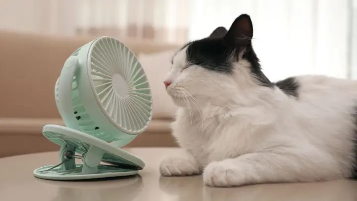 Auch manche Tiere freuen sich über den Ventilator. Sie schwitzen zwar fast gar nicht, aber genießen trotzdem etwas frische Luft bei der Megahitze!
