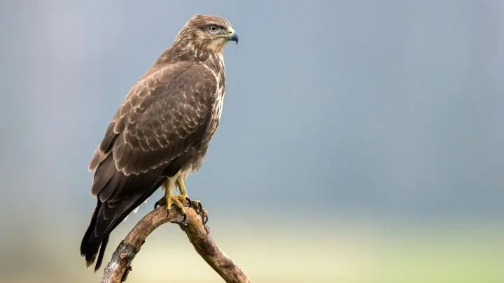 Der Mäusebussard ist ein Kurzstreckenzieher. Das heißt, dass er vergleichsweise kurze Strecken fliegt. Zweitausend Kilometer sind das aber trotzdem!