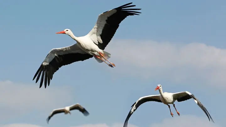 Die Störche fliegen totaal weite Strecken – teilweise bis nach Südafrika herunter! Wahnsinn, oder?