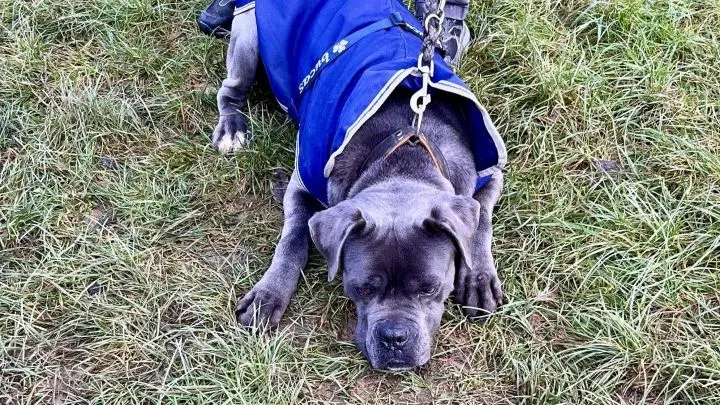 Balu ist unsicher und anfangs etwas scheu, doch im Tierheim zeigt er sich als treuer Begleiter und Spielkamerad. Balu ist unsicher und anfangs etwas scheu, doch im Tierheim zeigt er sich als treuer Begleiter und Spielkamerad.