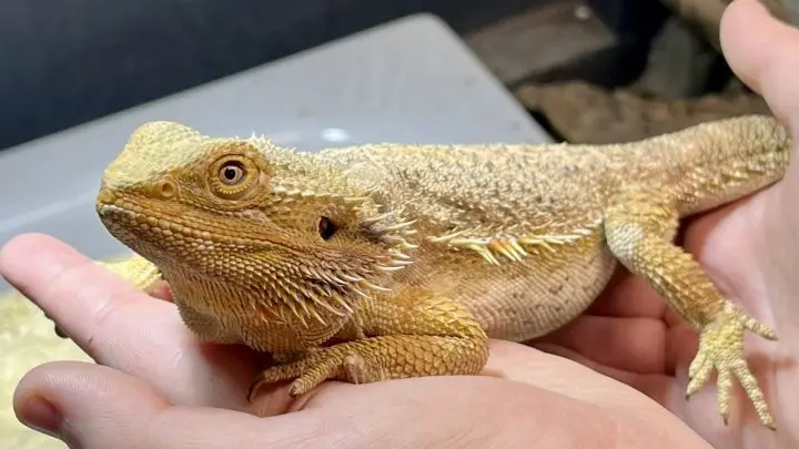 Pogo ist sehr einsam, seit sein Partnertier verstorben ist und wartet sehnsüchtig auf ein liebevolles Zuhause. Pogo ist sehr einsam, seit sein Partnertier verstorben ist und wartet sehnsüchtig auf ein liebevolles Zuhause.