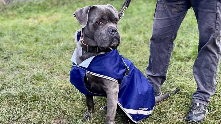 Hilf Tierheimtieren zu Weihnachten ➤ Gewinne mit etwas Glück eine Jahres-Patenschaft ★ alle Kosten übernimmt Frag Mutti ➔ Jetzt mitmachen!