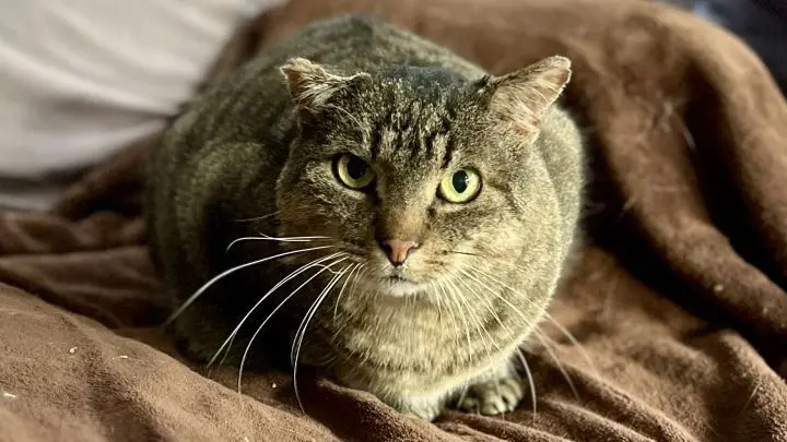 Barbosa wurde auf der Straße gefunden und konnte keiner Besitzerin und keinem Besitzer zugeordnet werden, deshalb kam er ins Tierheim. Barbosa wurde auf der Straße gefunden und konnte keiner Besitzerin und keinem Besitzer zugeordnet werden, deshalb kam er ins Tierheim.