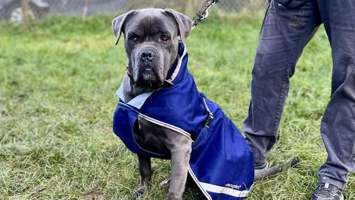 Balus neue Patin kann zurzeit keinen eignen Hund halten und w&uuml;rde den verspielten Cane Corso auch gern mal im Tierheim besuchen kommen.