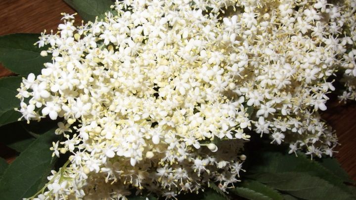 Holunderbluten Von Insekten Befreien Frag Mutti