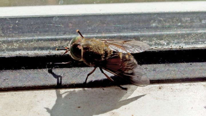 Dicke Brummerfliegen ganz einfach fangen mit Sauerkrautsaft.