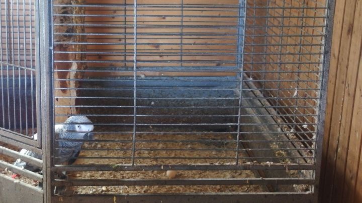 Vorbeugen hilft, den Vogelkäfig leichter zu reinigen, und zwar folgendermaßen: Erst den Boden auslegen, wahlweise mit zugeschnittenen alten Plastiktüten (für die Sparfüchse), oder Backpapier oder Alufolie und dann erst Sand draufgeben.